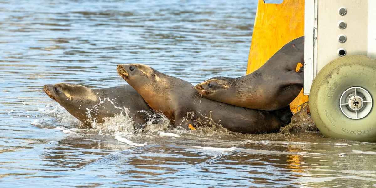 Three seals exiting a carrier into the water, showcasing wildlife rescue, care and a return to their natural habitat. For Marine Mammal Care Center, a Carter partner.